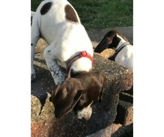 Female German pointer puppy for adoption - 3