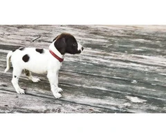 Female German pointer puppy for adoption - 5