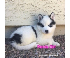 3 females Husky Puppies for Sale - 1