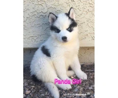 3 females Husky Puppies for Sale - 3