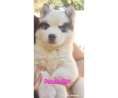 3 females Husky Puppies for Sale - 4
