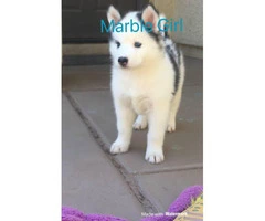 3 females Husky Puppies for Sale - 6