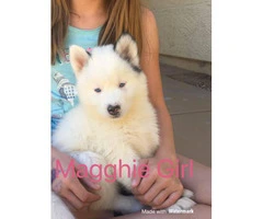 3 females Husky Puppies for Sale - 8
