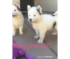 3 females Husky Puppies for Sale - 9