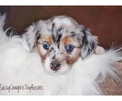 Blue Merle Aussie Puppies for sale - 4