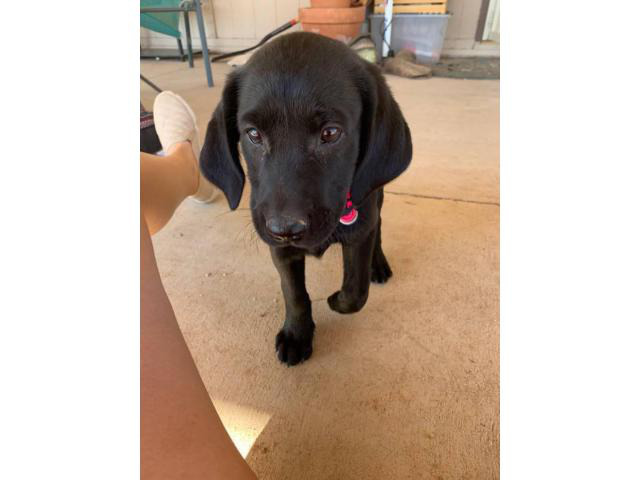 10 week old Black female lab puppy in Scottsdale, Arizona
