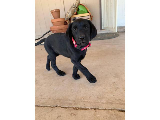 10 week old Black female lab puppy Scottsdale - Puppies for Sale Near Me