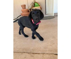 10 week old Black female lab puppy - 3