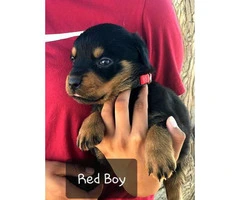 Purebred Rottweiler puppies for sale - 1