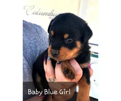 Purebred Rottweiler puppies for sale - 2