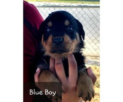 Purebred Rottweiler puppies for sale - 3