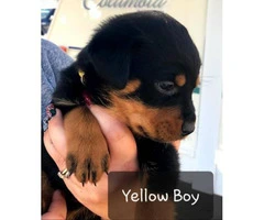 Purebred Rottweiler puppies for sale - 4
