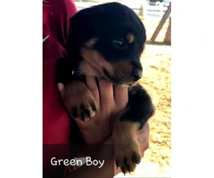 Purebred Rottweiler puppies for sale - 5