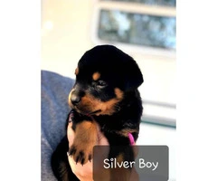 Purebred Rottweiler puppies for sale - 6