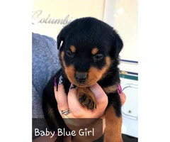 Purebred Rottweiler puppies for sale - 7