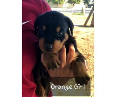 Purebred Rottweiler puppies for sale - 8