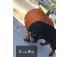 Purebred Rottweiler puppies for sale - 9