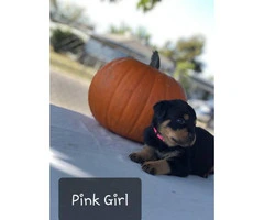 Purebred Rottweiler puppies for sale - 10
