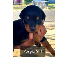 Purebred Rottweiler puppies for sale - 11