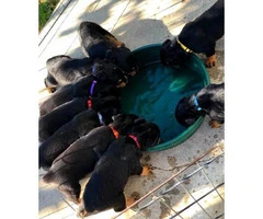 Purebred Rottweiler puppies for sale - 12
