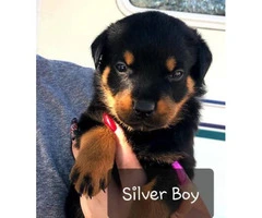 Purebred Rottweiler puppies for sale - 13