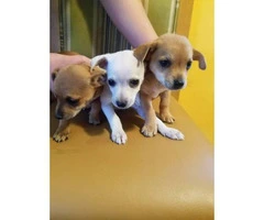 9 weeks old Chihuahua puppies