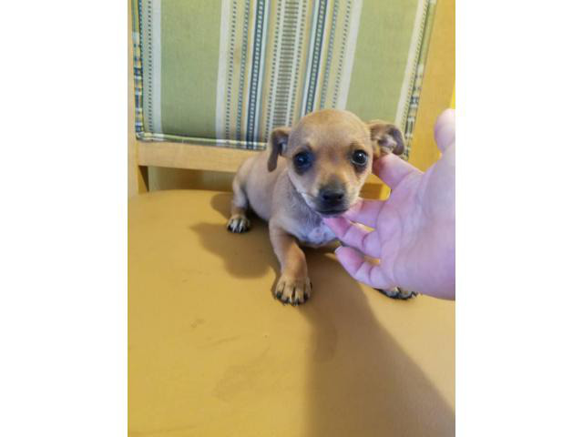 9 weeks old Chihuahua puppies in Bakersfield, California