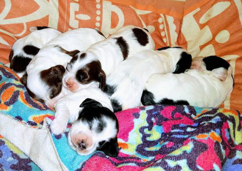 Purebred American Cocker Spaniel puppies