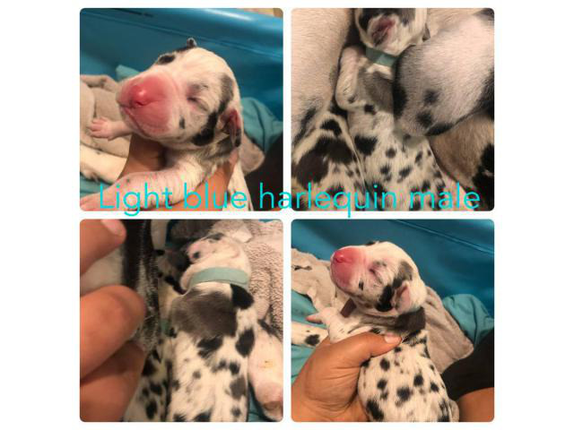 CKC registered Great Dane babies up for adoption in ...