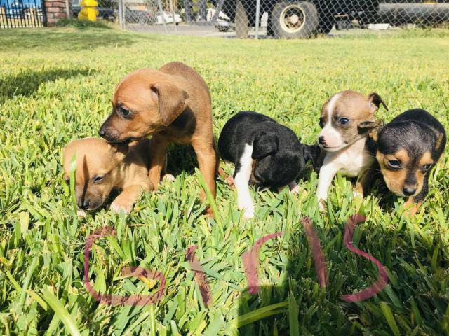 9 weeks old Chihuahua Dachshund Mix Puppies in Las Vegas