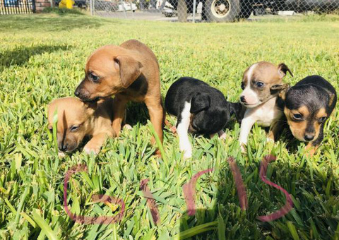 9 weeks old Chihuahua Dachshund Mix Puppies