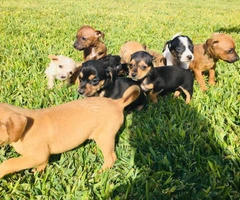 9 weeks old Chihuahua Dachshund Mix Puppies - 7