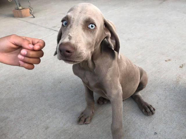 Four males Weimaraner Puppies for Adoption in Dallas