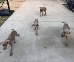 Four males Weimaraner Puppies for Adoption - 2