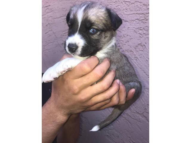 Male German Shepherd / Husky puppies in Phoenix, Arizona ...