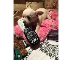 3 Cute little Teacup chihuahuas puppies for sale - 1