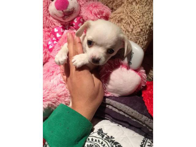 3 Cute little Teacup chihuahuas puppies for sale Phoenix