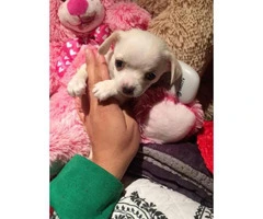 3 Cute little Teacup chihuahuas puppies for sale - 3