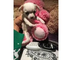3 Cute little Teacup chihuahuas puppies for sale - 4