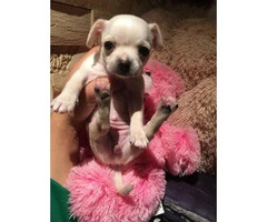 3 Cute little Teacup chihuahuas puppies for sale - 5