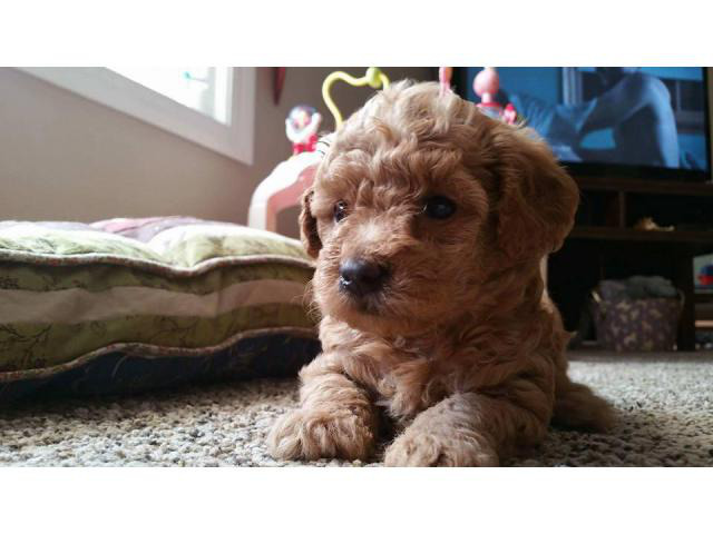 apricot poodle puppies for sale