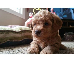 Adorable 2 red, 2 apricot and 2 black toy poodle puppies