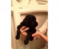 Adorable 2 red, 2 apricot and 2 black toy poodle puppies - 3