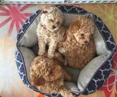 Adorable 2 red, 2 apricot and 2 black toy poodle puppies - 4