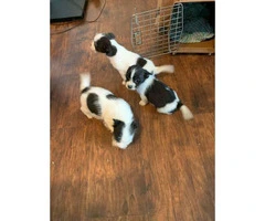 Shorkie Puppies 2 females and 1 male - 8