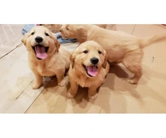 2 males AKC golden retriever puppies - 2