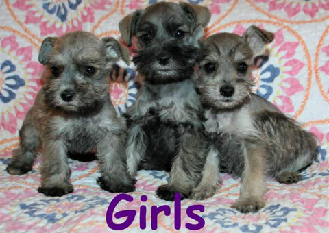 Tiny toy Schnauzers 5 puppies available
