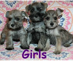Tiny toy Schnauzers 5 puppies available