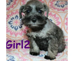 Tiny toy Schnauzers 5 puppies available - 3