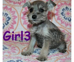 Tiny toy Schnauzers 5 puppies available - 4
